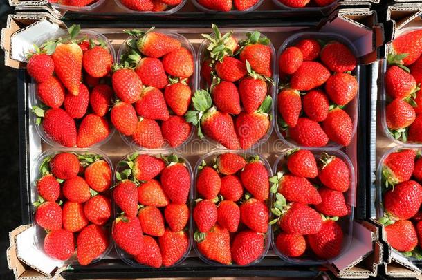 许多小的篮关于红色的草莓采用指已提到的人<strong>蔬菜水果</strong>商