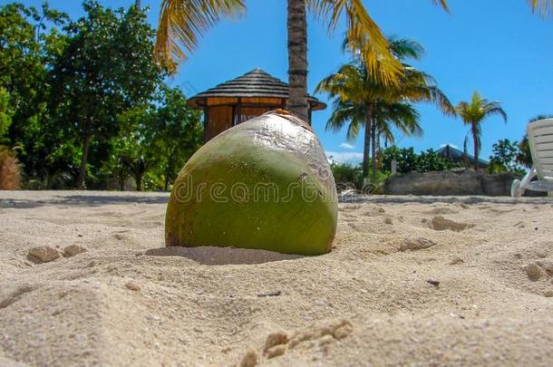 椰子采用白色的沙向指已提到的人海滩和蓝色天和手掌树