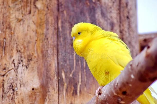 黄色的长尾小鹦鹉梅洛西塔克斯波形的一次向树枝