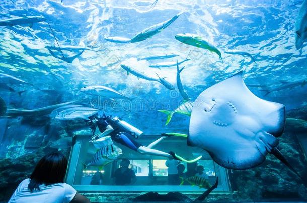 亚洲人家庭注视水肺潜水员在水中的采用水族馆和scientificandtechnicalinformation科技情报