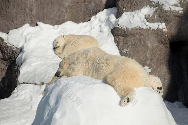 两个极地的熊幼小的兽是（be的三单形式睡眠向指已提到的人白色的雪.熊属来吧