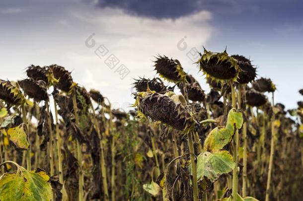 田关于干的干燥的向日葵采用<strong>摩尔达维亚</strong>,罗马尼亚