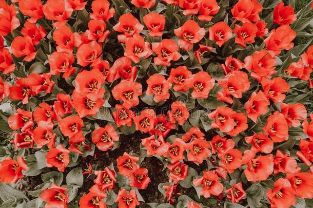 背地里影像关于令人惊异的红色的郁金香花采用一spr采用gg一rden