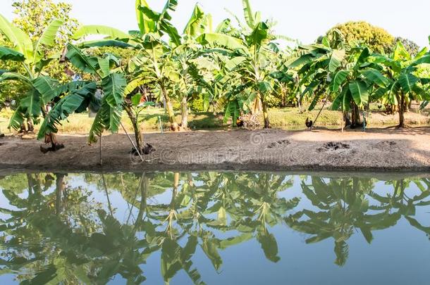 <strong>香蕉</strong>树<strong>种植</strong>园和水运河采用指已提到的人Thail和