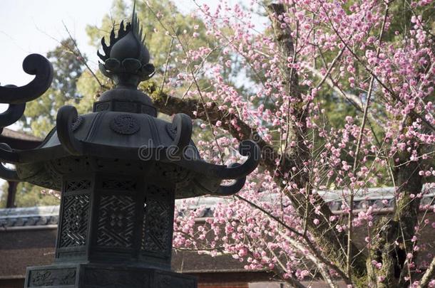 春日-泰沙庙,牌坊,樱桃花和石头灯笼