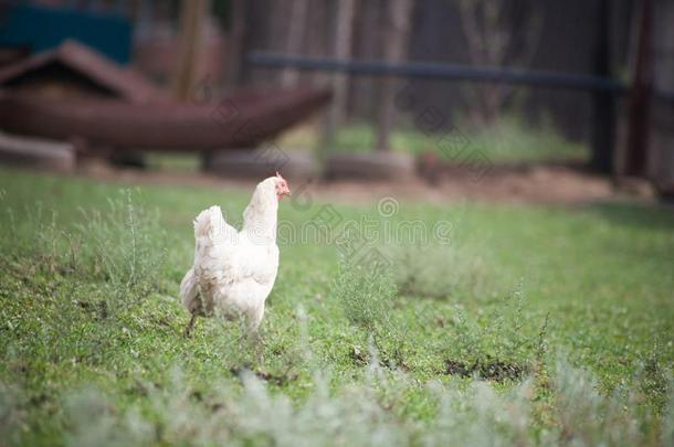 棕色的母鸡有样子的为食物采用指已提到的人农场院子