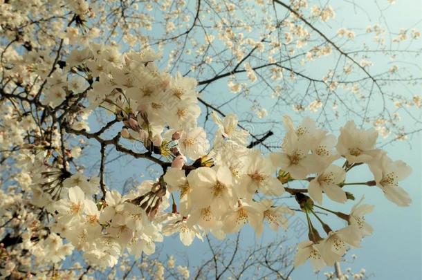 美丽的满的樱桃花樱花白色的樱桃树花