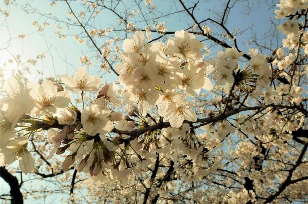 美丽的满的樱桃花樱花白色的樱桃树花