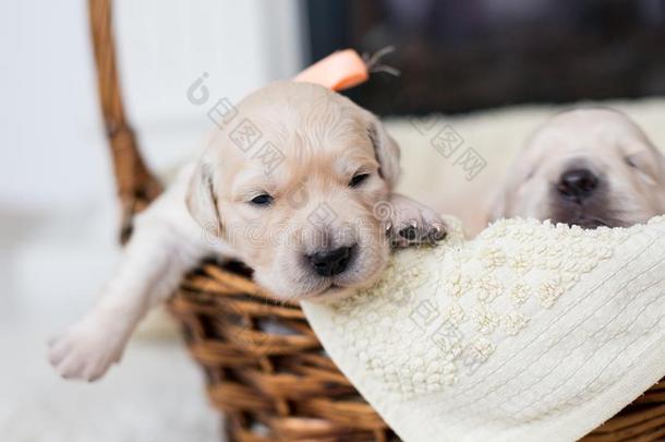 两个一星期老的漂亮的g老的en寻猎物犬小狗.甜的G老的en取回