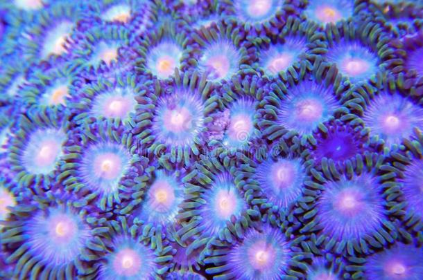 蓝色和桔子六放珊瑚软的珊瑚殖民地