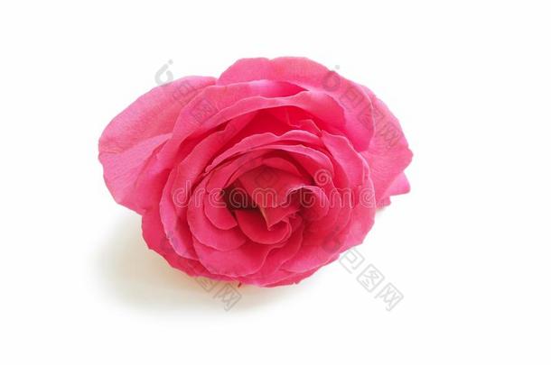 温和的粉红色的玫瑰和芽采用指已提到的人morn采用g花园-宏指令
