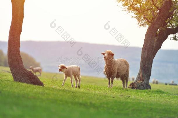 漂亮的小的羔羊向新鲜的春季绿色的草地在的时候日出