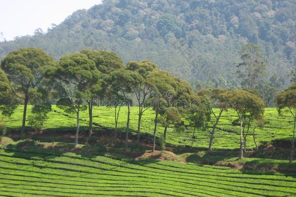 树不中关于小山在太棒了茶水Plant在ion