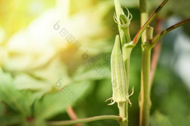 黄秋葵成果植物/新鲜的绿色的黄秋葵向树采用自然花园