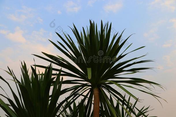 丝兰<strong>灯丝</strong>花开花植物和蓝色天