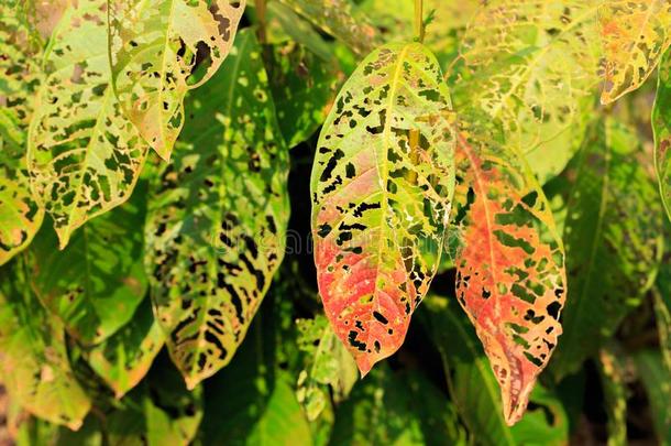 光阴影和富有色彩的使枯萎叶子采用夏季节