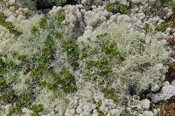 关-在上面关于指已提到的人冻土带植物和地衣