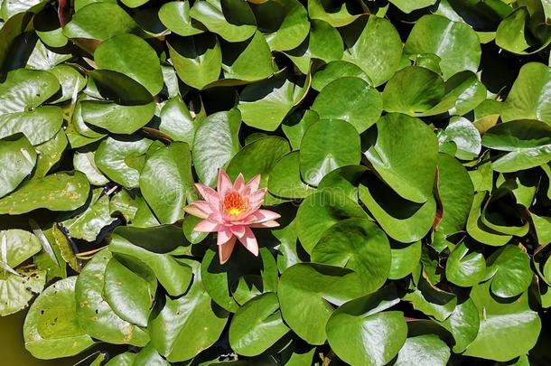 莲花â百合花â水â植物ââ挑选â玫瑰â颜色â英语字母表的第20个字母