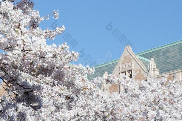 盛开的樱花树枝采用前面关于校园build采用g