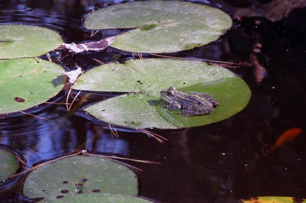 一绿色的青蛙一次采用指已提到的人池塘满的关于水百合花.青蛙向一