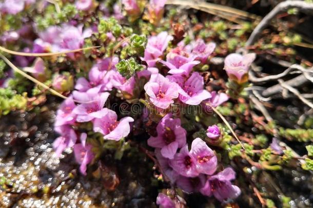 紫色的山<strong>虎耳草</strong>属植物,<strong>虎耳草</strong>对生叶subspecies亚种.相反