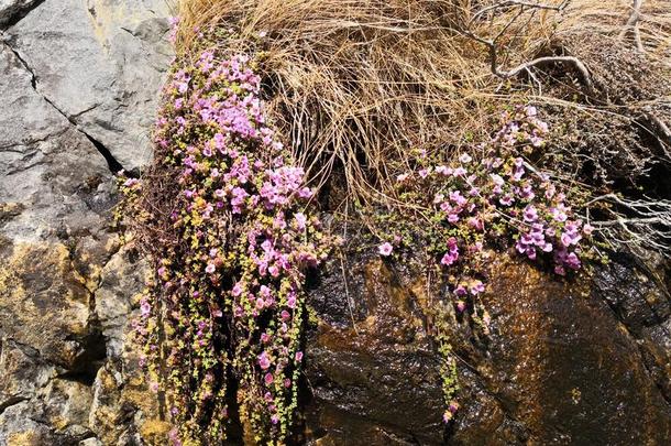 紫色的山虎耳草属植物,虎耳草对生叶subspecies亚种.相反