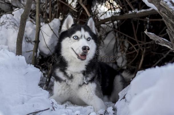 西伯利亚的嗓子哑的狗休息向雪.令人惊异的嗓子哑的狗和蓝色眼睛