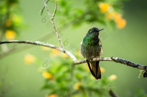 呈绿色的麻疯腿一次向树枝,蜂鸟从热带的FaroeIslands法罗群岛
