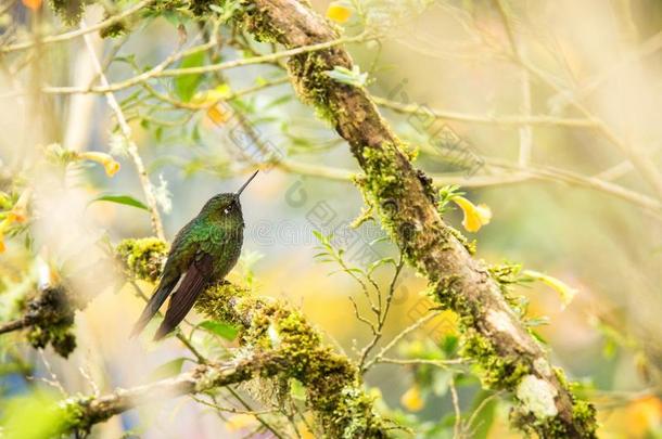 呈绿色的麻疯腿一次向树枝,蜂鸟从热带的FaroeIslands法罗群岛