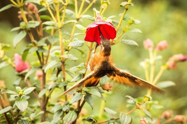 光亮的阳光光束畏缩紧接在后的向红色的花,哥伦比亚蜂鸟