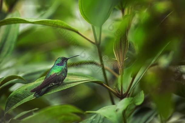 绿色的紫罗兰-耳朵一次向叶子,蜂鸟从热带的在前部的