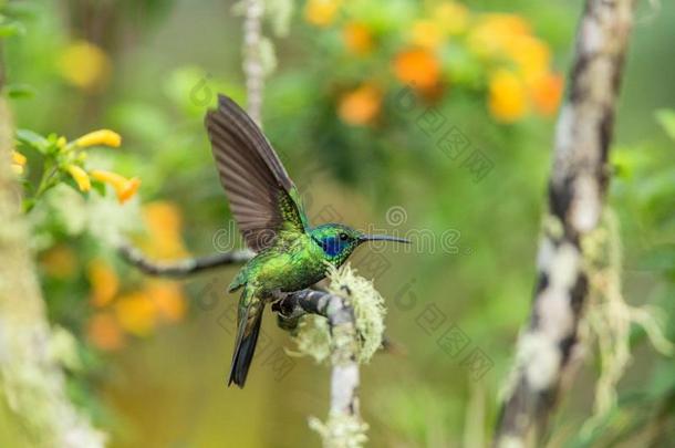 绿色的紫罗兰-耳朵一次向树枝,蜂鸟从热带的FaroeIslands法罗群岛