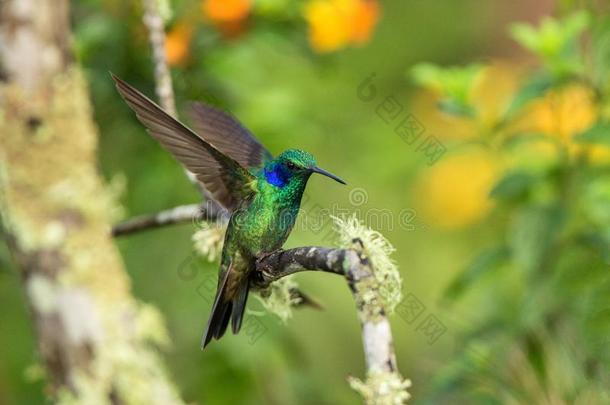 绿色的紫罗兰-耳朵一次向树枝,蜂鸟从热带的FaroeIslands法罗群岛