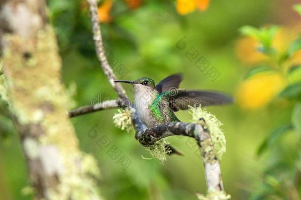 安第斯山的祖母绿一次向树枝,蜂鸟从热带的在前部的