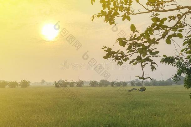 暖和的光农场,日出和稻田