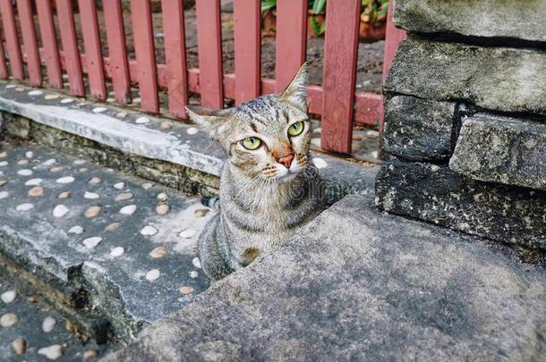 家庭的猫一次向楼梯步小心地有样子的在索米蒂