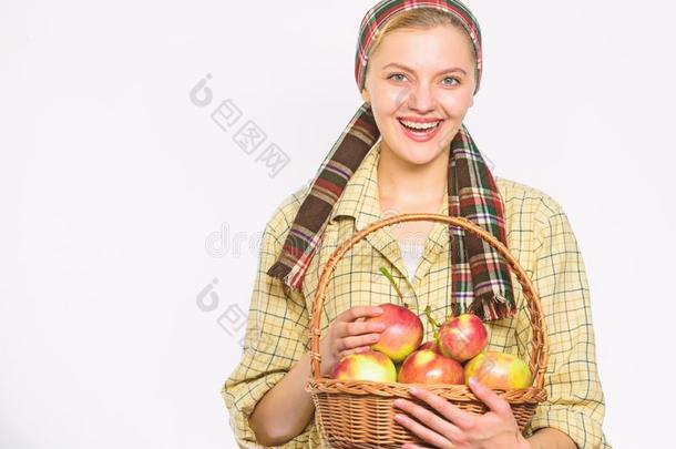 女人园丁乡村的方式拿住篮和苹果收割向wickets三柱门