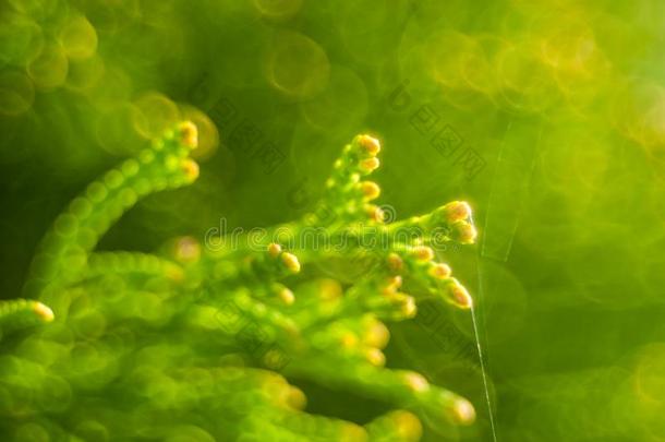 萌芽植物生长的<strong>种子发芽</strong>种植,种植th观念,一