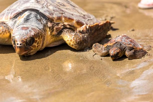龟婴儿和母亲向海滩
