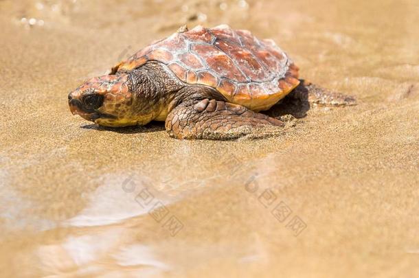 龟婴儿向海滩