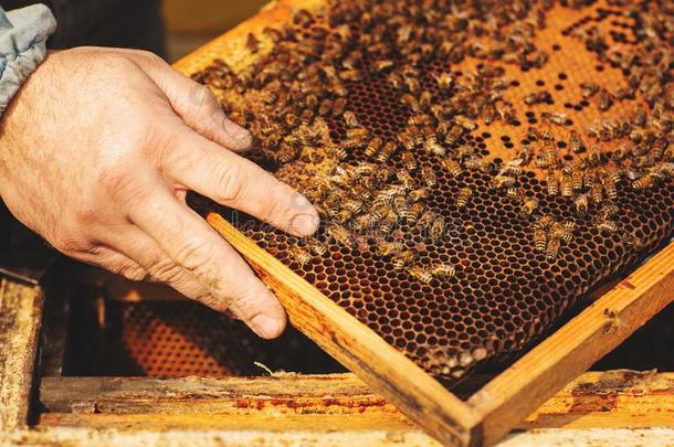 蜜蜂蜂箱详述关在上面.蜜蜂keeper检查蜜蜂蜂箱后的winter冬天
