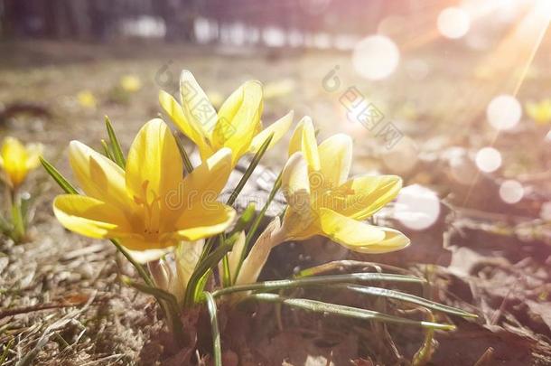 黄色的番红花属花和太阳微量.春季花采用指已提到的人木材