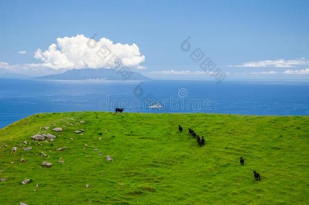 奶牛兽群在乌木临海的走道和蓝色天在上面和一