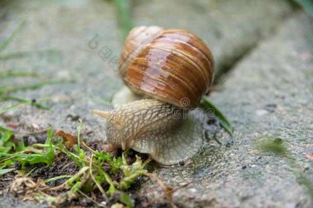可以吃的蜗牛,古罗马的蜗牛,逃亡黑奴蜗牛,蜗牛向c向crete
