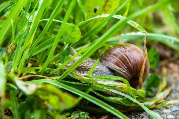 可以吃的蜗牛,古罗马的蜗牛,col.紫红色蜗牛,食用蜗牛采用绿色的gearedrotaryactuator齿轮式转阀促动器
