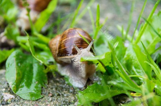 可以吃的蜗牛古罗马的蜗牛,col.紫红色蜗牛,食用蜗牛采用指已提到的人草