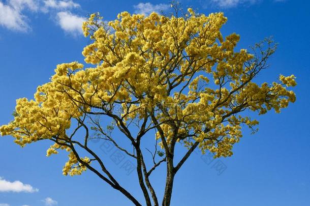 黄色的金色的阵雨树花向美国夏威夷州岛
