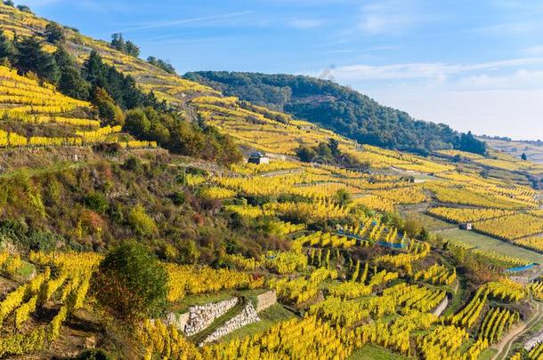 葡萄园在Ch在eaudemand需要凯瑟斯伯格-阿尔萨斯采用法国-旅行