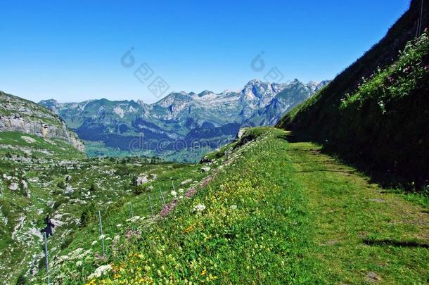 阿尔卑斯山的牧草地和草地向指已提到的人斜坡关于指已提到的人阿尔维斯=moment