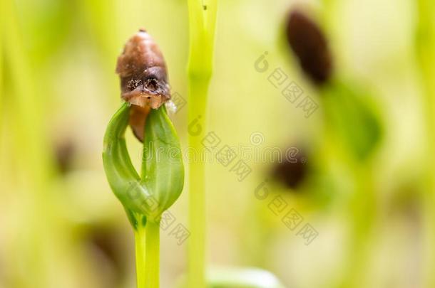 水菠菜新芽和萌芽关于菠菜